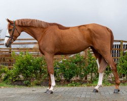 jumper Balouna (Hanoverian, 2015, from Balou du Rouet)