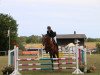 jumper Leonardo Porro (German Sport Horse, 2010, from Lezard)