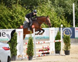 jumper Orphélia Von Der Held (Oldenburg show jumper, 2017, from El Salvador)