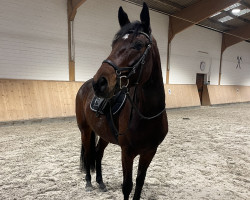 broodmare Fidele (Hanoverian, 2018, from Finnigan)