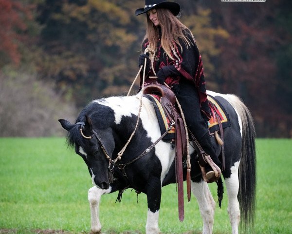 stallion SH Secret Gamble (Pintabian, 2010, from Dakota Gambler)