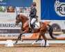 stallion Crocodile San WE (German Riding Pony, 2019, from Coer Noble)