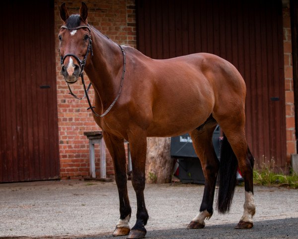 jumper Capitano 66 (Hanoverian, 2003, from Calido I)