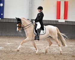 Deckhengst FS Newcomer (Deutsches Reitpony, 2013, von Fs Numero Uno)