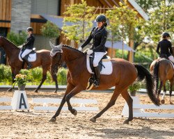 broodmare Ulrike 36 (German Sport Horse, 2008, from Lavaletto)