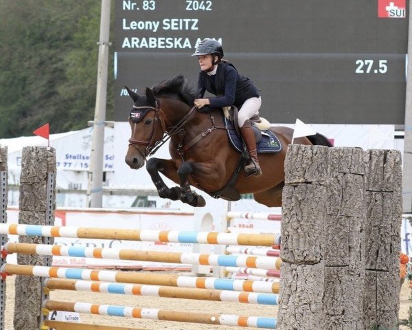 jumper Arabeska Asm (German Sport Horse, 2014, from Araconit)