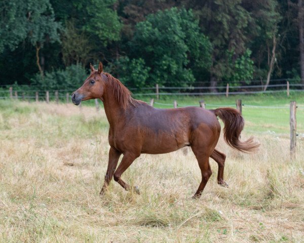 horse Nazeem Ibn Safeez (Arabian thoroughbred, 2003, from Safeez ox)