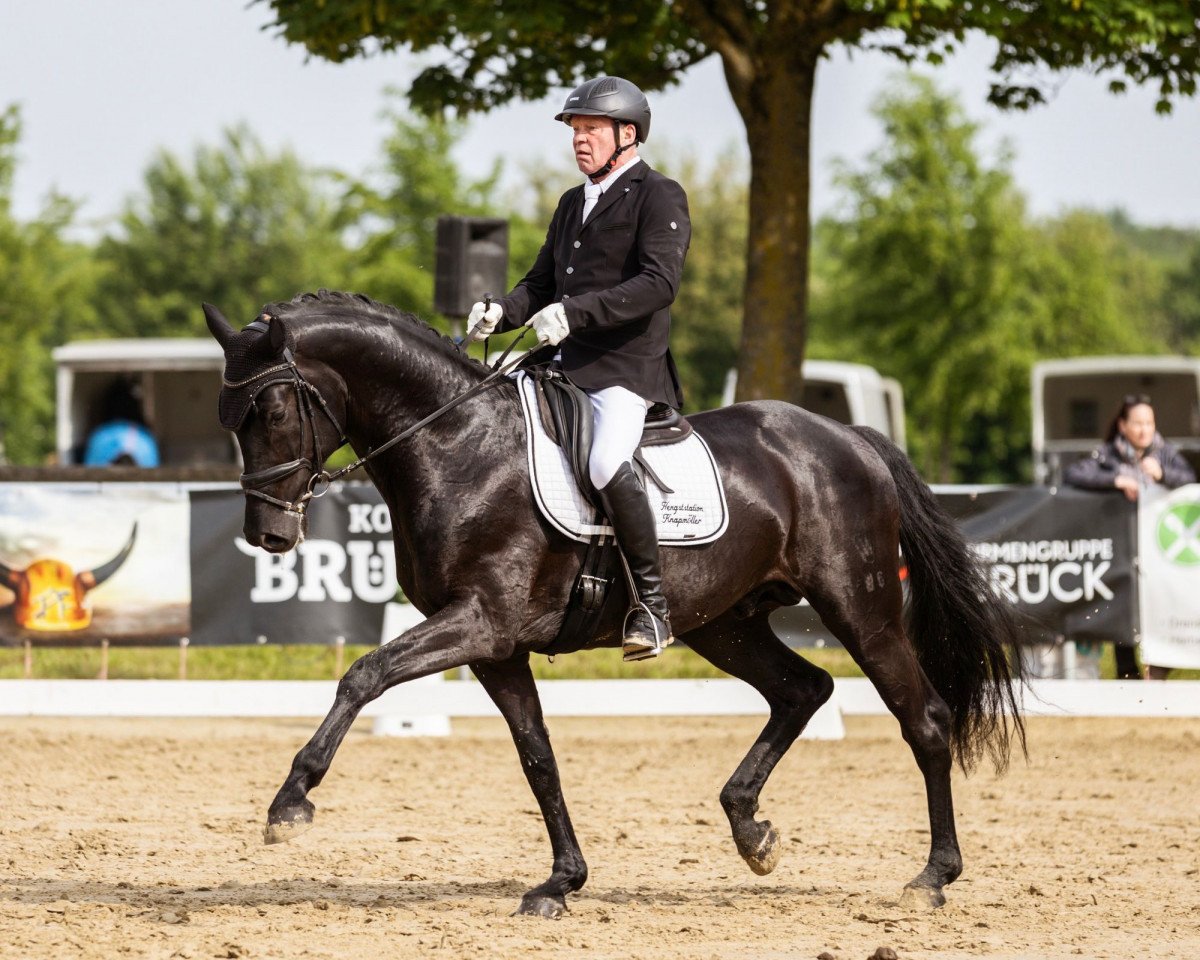dressage horse Sportsfreund 14 (Westphalian, 2018, from Sir Heinrich OLD)