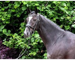 dressage horse Anmut 62 (German Sport Horse, 2012, from Ampère)