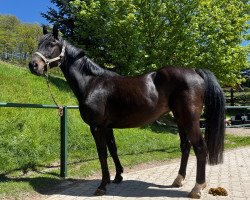 broodmare Electra (Hanoverian, 2009, from El Bundy)