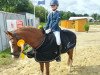 dressage horse Chanelle P (German Riding Pony, 2009, from Dornik Boy)