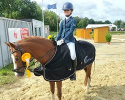 dressage horse Chanelle P (German Riding Pony, 2009, from Dornik Boy)