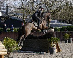 jumper Just Another Day V (KWPN (Royal Dutch Sporthorse), 2014, from Uphill)