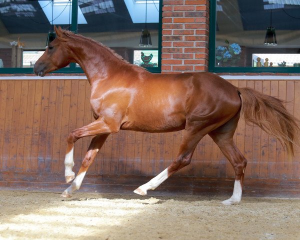 dressage horse Dobby LC (Oldenburg, 2021, from Donier)