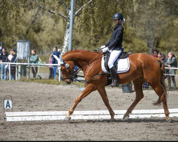 dressage horse Fortes 3 (German Sport Horse, 2016, from Fürsten-Look)