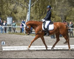 Dressurpferd Fortes 3 (Deutsches Sportpferd, 2016, von Fürsten-Look)