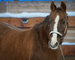 Zuchtstute Steppin Nici (Quarter Horse, 2009)