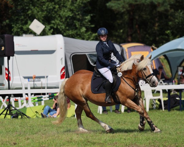 Dressurpferd Dalliana (Haflinger-Mix, 2015)