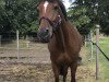 jumper Rattlesnake Revolution (Oldenburg show jumper, 2013, from Lyjanero)