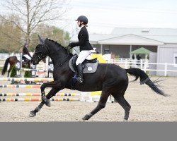 Zuchtstute First Lady B (Österreichisches Warmblut, 2008, von Damsey FRH)