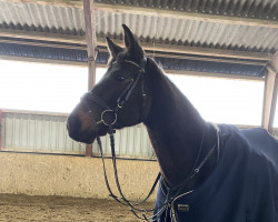 horse Shetan (Trakehner, 2013, from Waitaki 31)