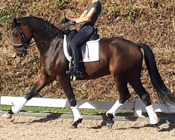 dressage horse Sir Romancier B (Hanoverian, 2017, from Sir Donnerhall I)