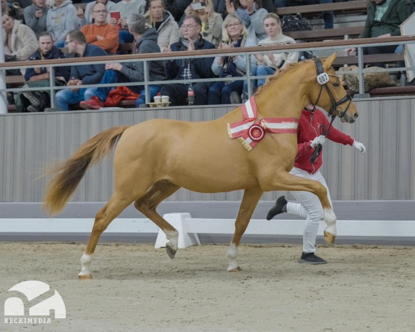 Dressurpferd Come Together WE (Deutsches Reitpony, 2021, von Cosmopolitan NRW)