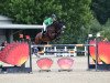 jumper Chester Blue (Oldenburg show jumper, 2011, from Chacco-Blue)