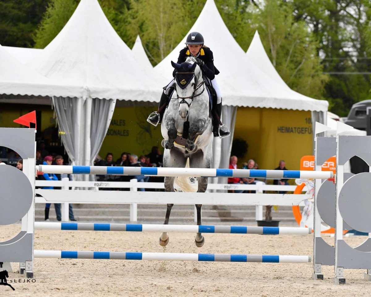 jumper C'Est Nino B (Oldenburg show jumper, 2014, from Cador 5)
