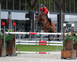 Springpferd Obora's Sherbet (Österreichisches Warmblut, 2011, von Sir Shutterfly)