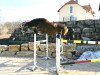 jumper Quintine (Oldenburg show jumper, 2016, from Quint)