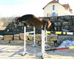 jumper Quintine (Oldenburg show jumper, 2016, from Quint)