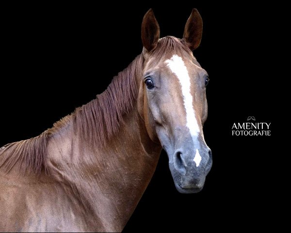 broodmare Sunny Flair (Oldenburg, 2009, from Sancisco)