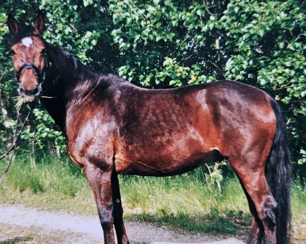 horse Windor (Rhinelander, 1981, from Windspiel xx)