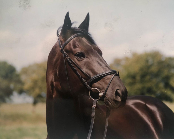 Pferd Robin (Sachsen-Anhaltiner, 1995, von Ravallo 115 FIN)