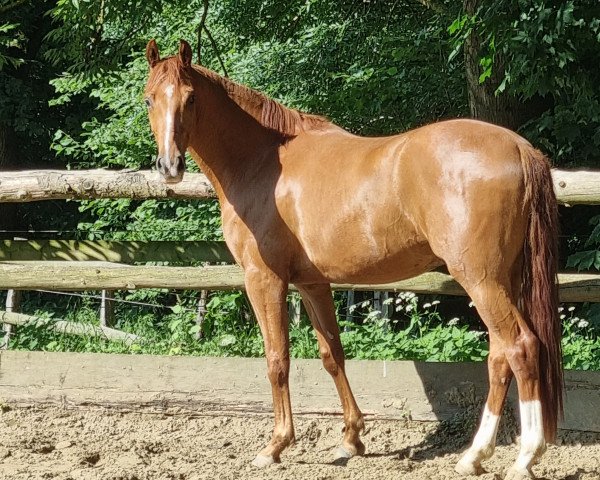 dressage horse Double Red Pepper (Hanoverian, 2019, from Dohnanyi 5)