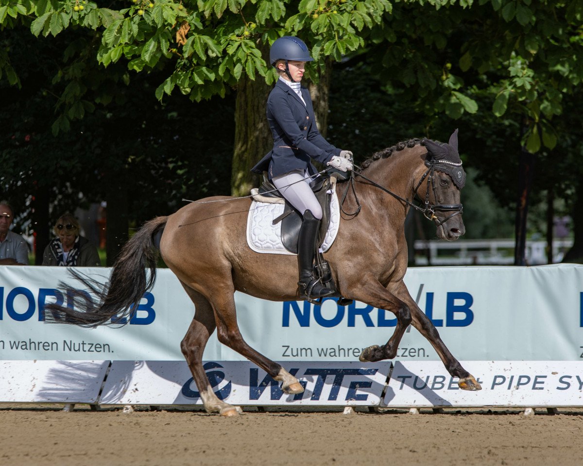 broodmare Danny's Dream 4 (German Riding Pony, 2017, from Danny Gold)