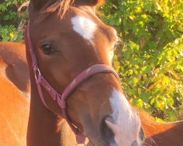 dressage horse First Melody (German Warmblood, 2023, from Dimaggio Black)