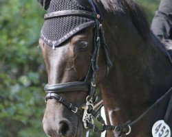 jumper Cora (German Riding Pony, 2006, from Constantin)