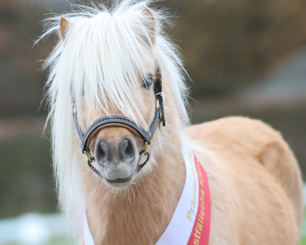 horse Zorro vom Burgblick (Shetland pony (under 87 cm), 2021, from Zirco van Polderka)