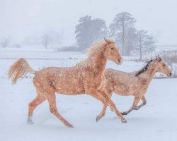 broodmare Quintana (German Warmblood, 2019, from Qaside Md)