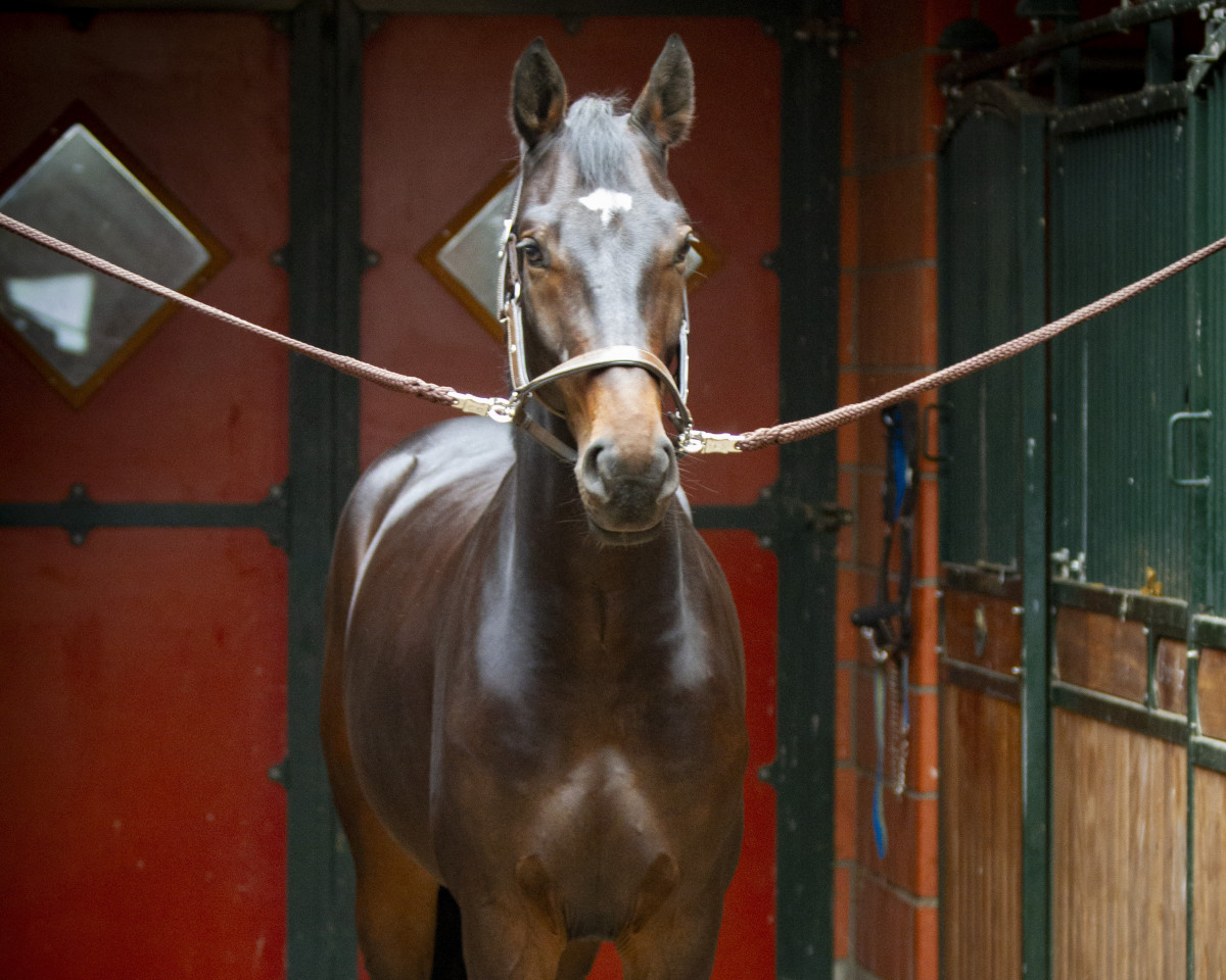 jumper Garrido Top K (Hanoverian, 2019, from Grey Top)