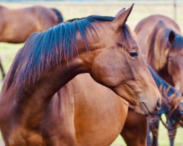 horse Hirtenblut (Trakehner, 2021, from Tipsy's Pet xx)