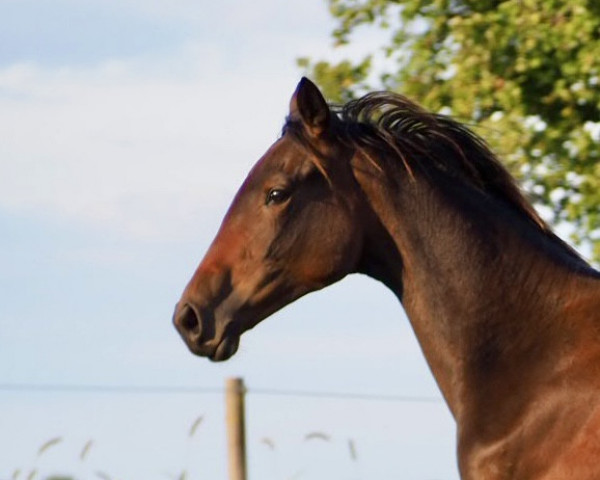 Pferd Hirtenblüte (Trakehner, 2022, von Tipsy's Pet xx)