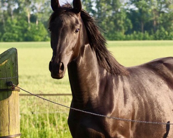 horse Maxima (Trakehner, 2021, from Tipsy's Pet xx)