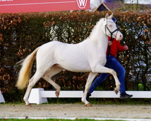 Dressurpferd Tortue (Deutsches Reitpony, 2021, von Top Champion)