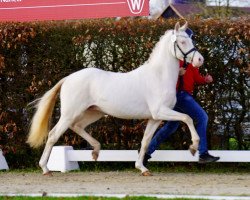 dressage horse Tortue (German Riding Pony, 2021, from Top Champion)