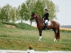 dressage horse Da Vinci 377 (German Sport Horse, 2018, from Don Nobless)