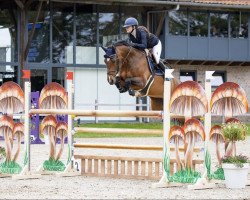 jumper Zavalli D (KWPN (Royal Dutch Sporthorse), 2014, from Zavall VDL)