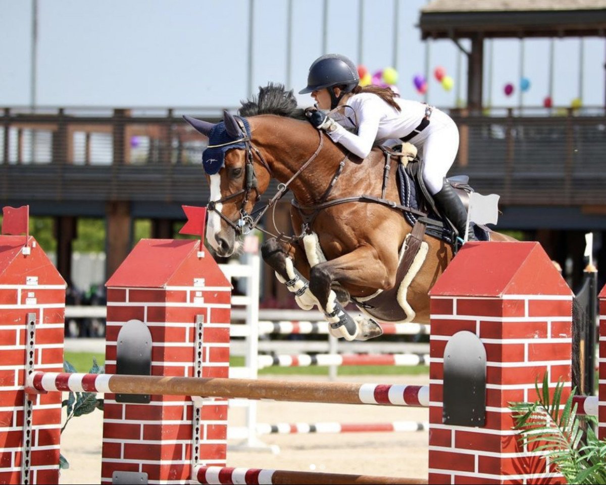 Springpferd Il Divo (KWPN (Niederländisches Warmblut), 2013, von Nabab de Rêve)